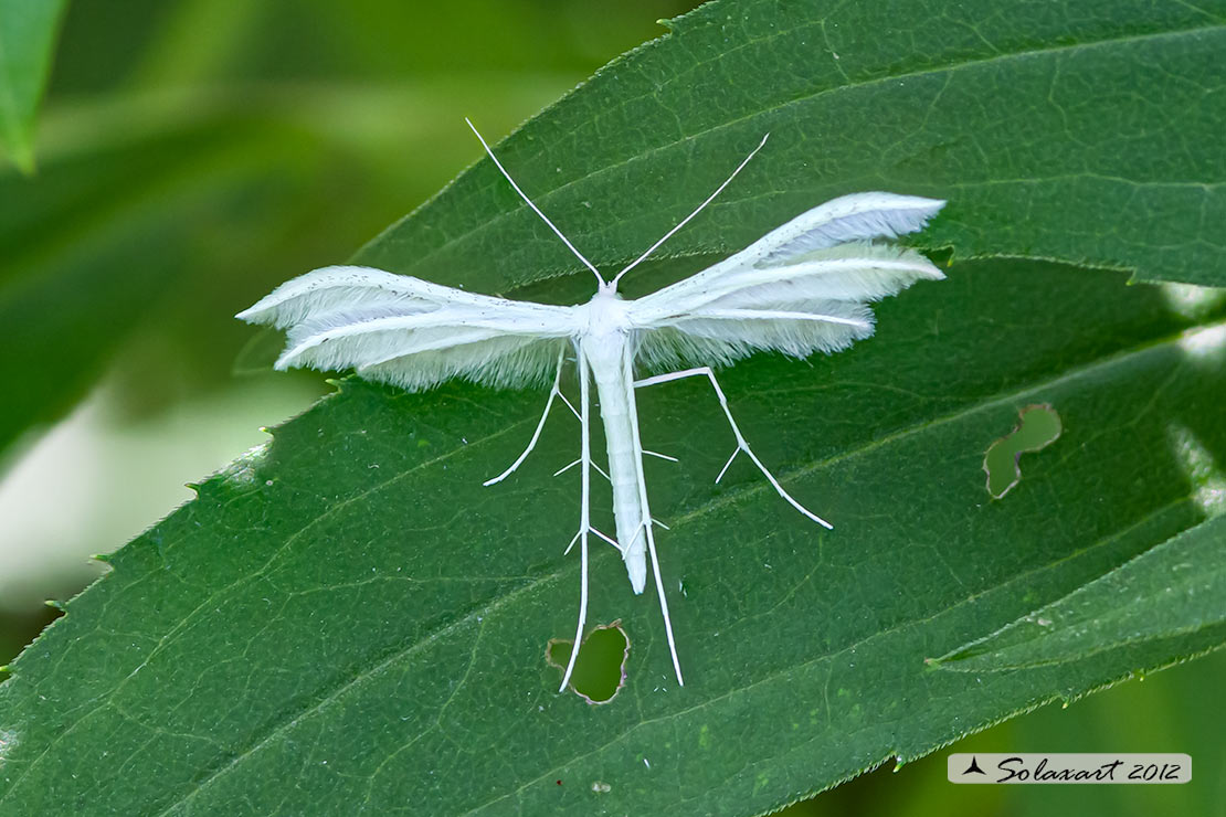 Pterophorus pentadactyla