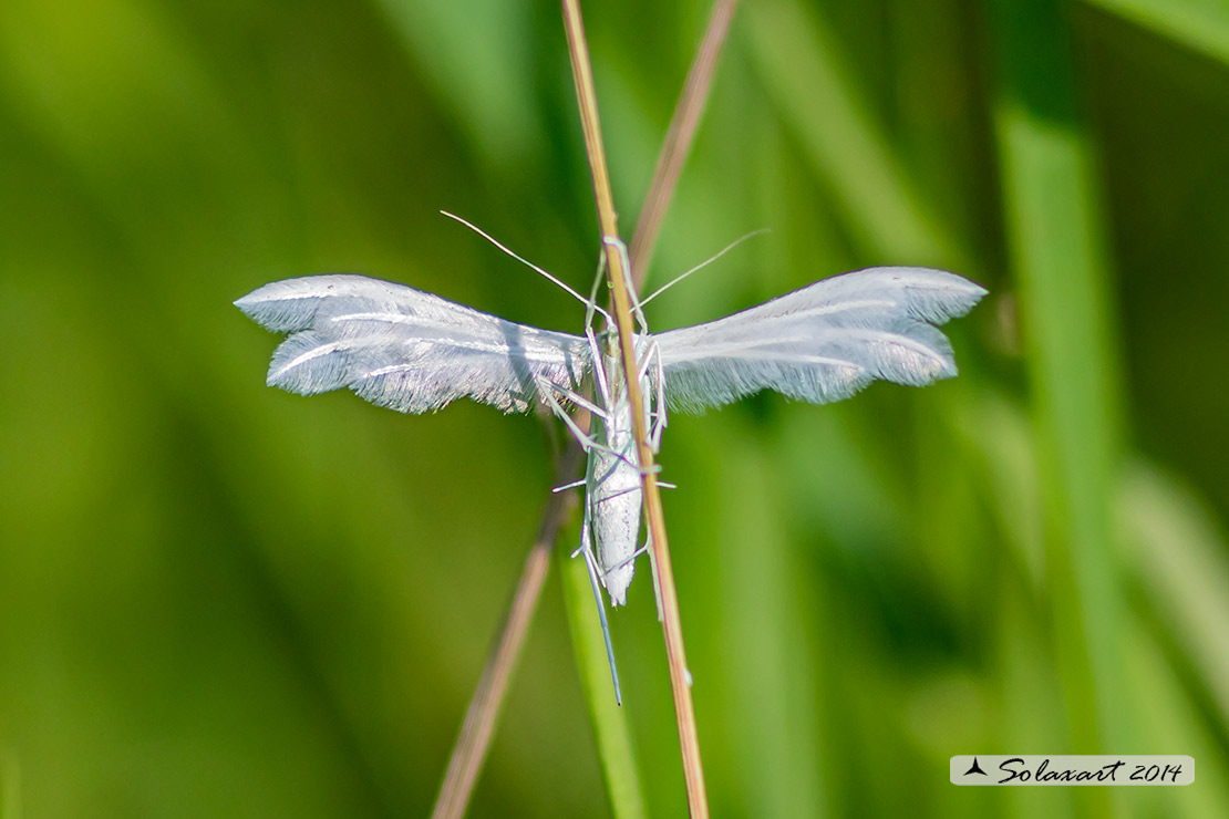 Pterophorus pentadactyla