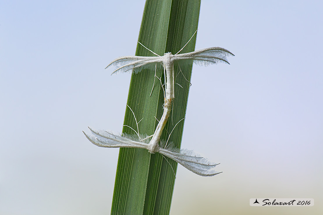 Pterophorus_pentadactyla