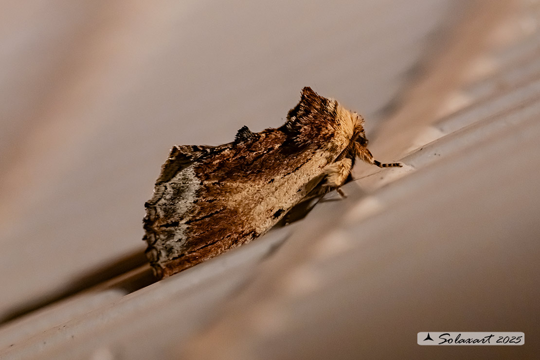 Ptilodon cucullina: Maple Prominent 