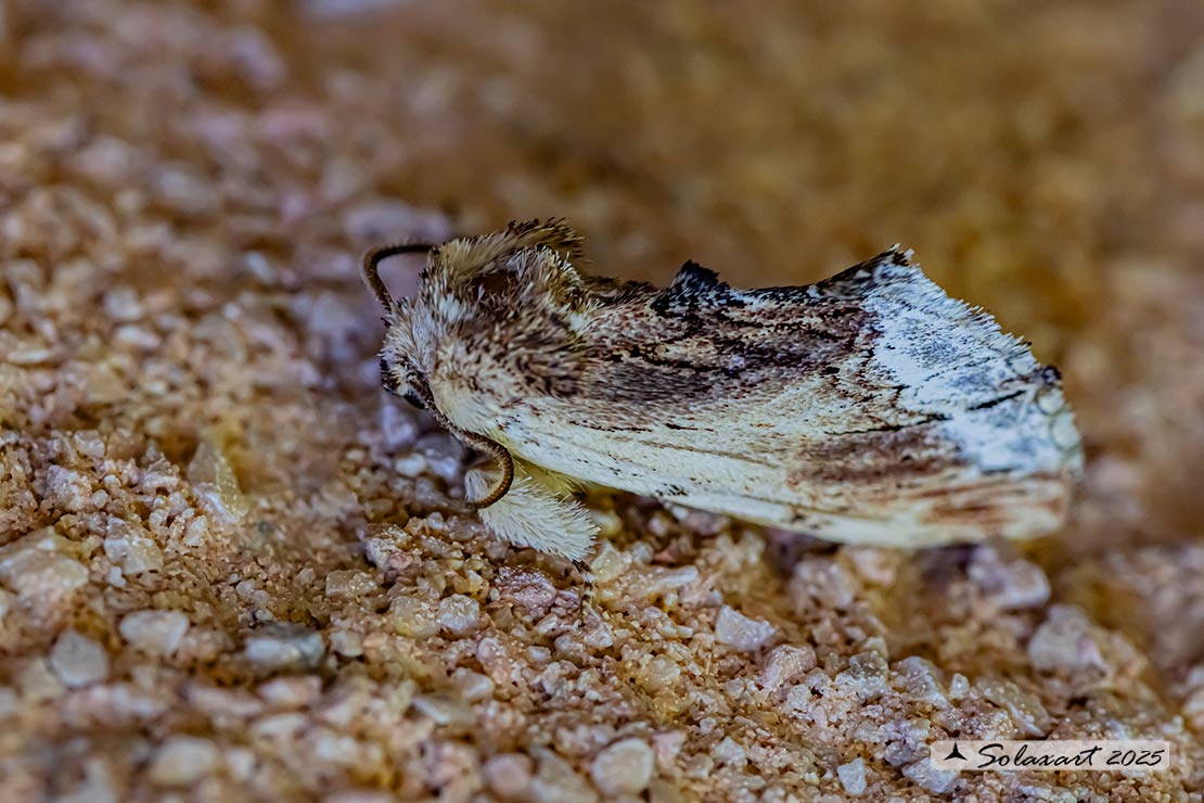 Ptilodon cucullina: Maple Prominent 