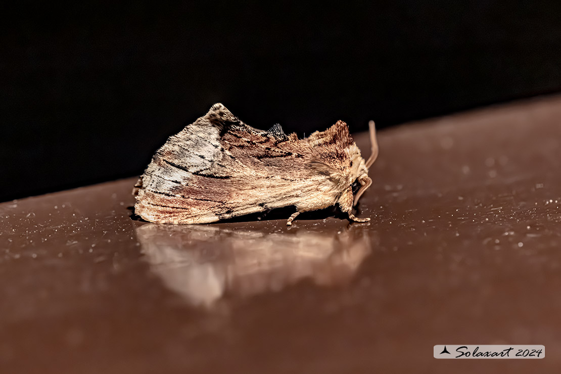 Ptilodon cucullina: Maple Prominent 