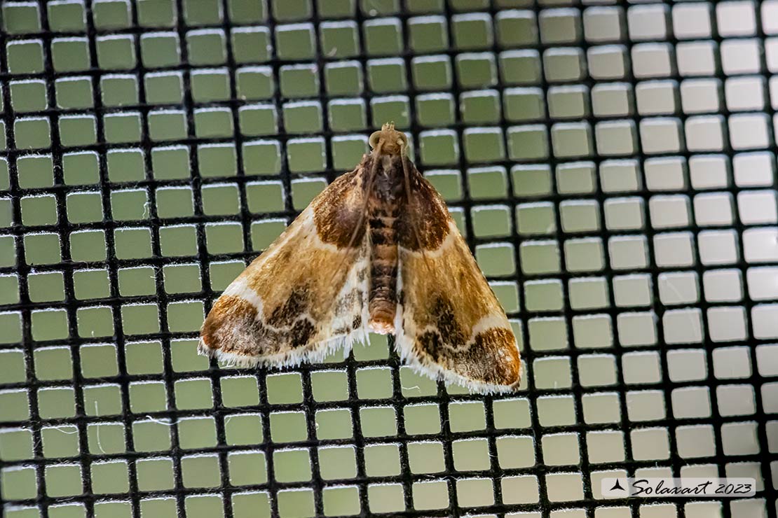 Pyralis farinalis; Meal moth