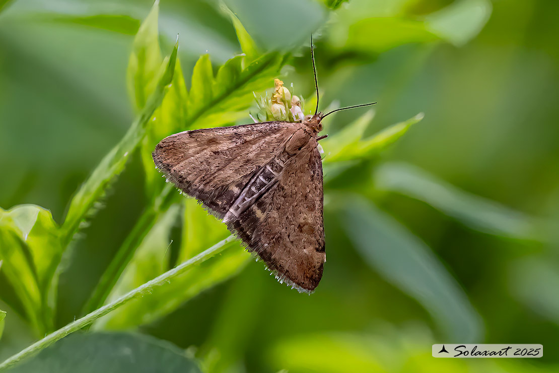 Pyrausta despicata ; Straw-barred pearl (female)