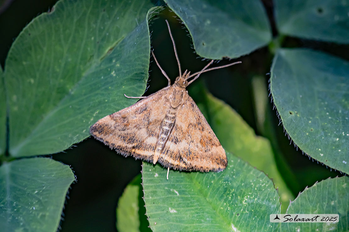 Pyrausta despicata ; Straw-barred pearl (female)