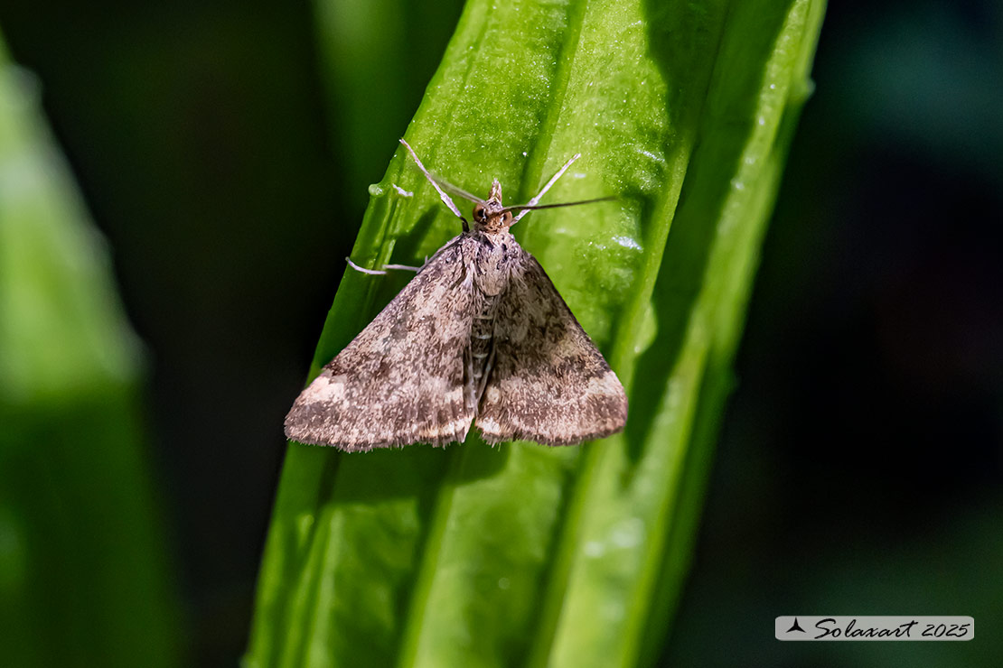Pyrausta despicata ; Straw-barred pearl (female)