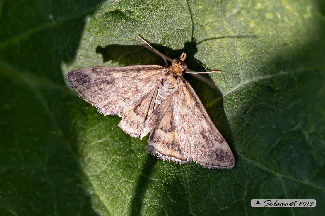 Pyrausta despicata ; Straw-barred pearl (female)