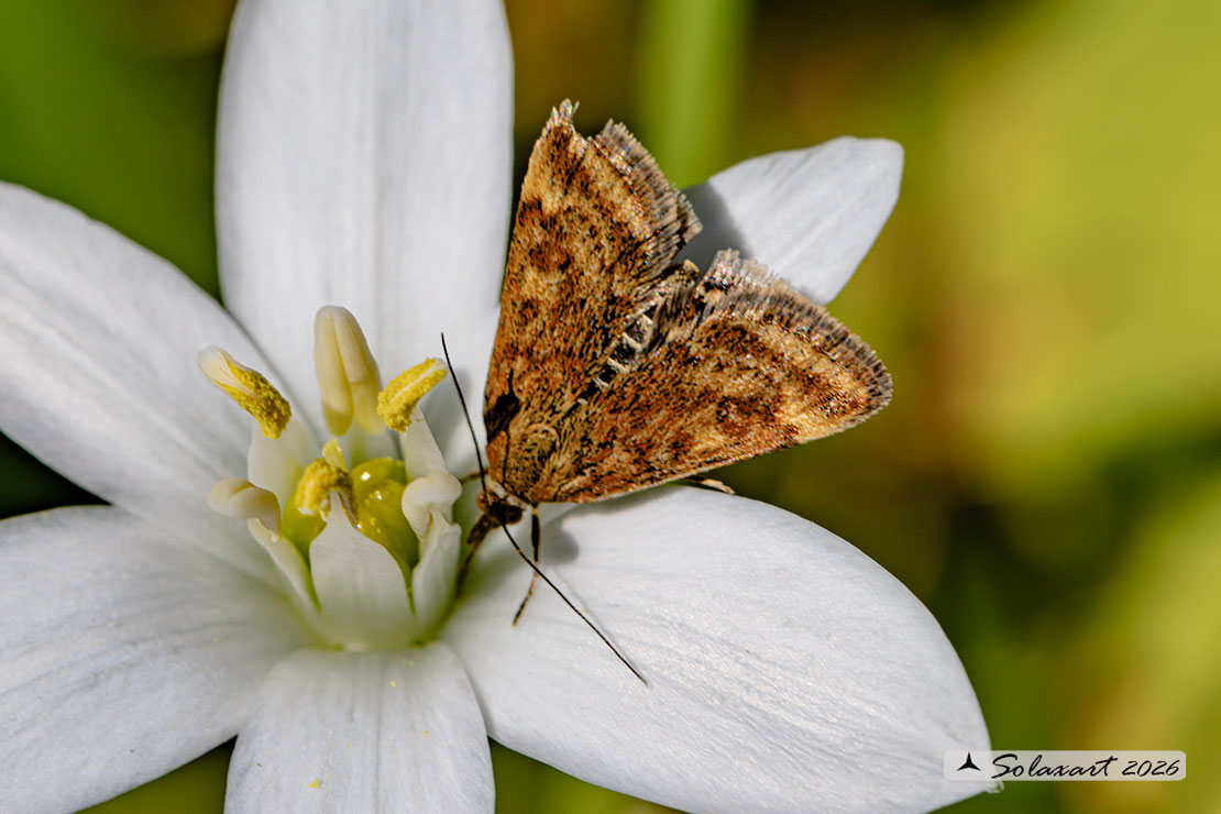 Pyrausta despicata; Straw-barred pearl (male)
