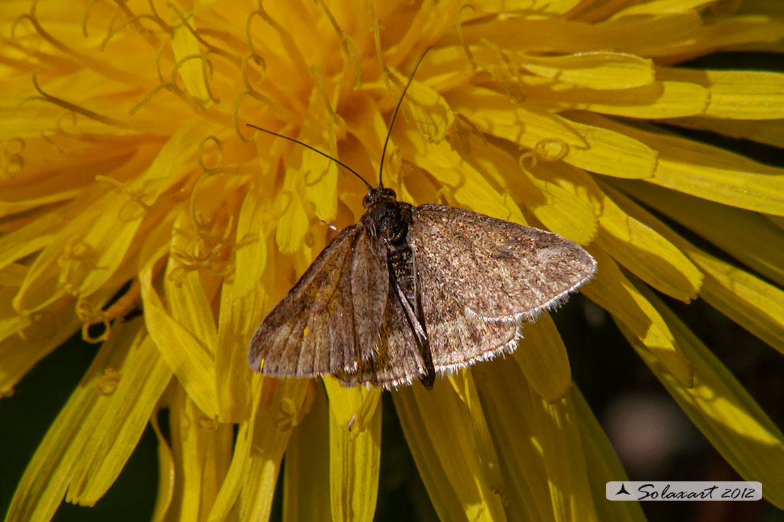 Pyrausta despicata ; Straw-barred pearl (male)