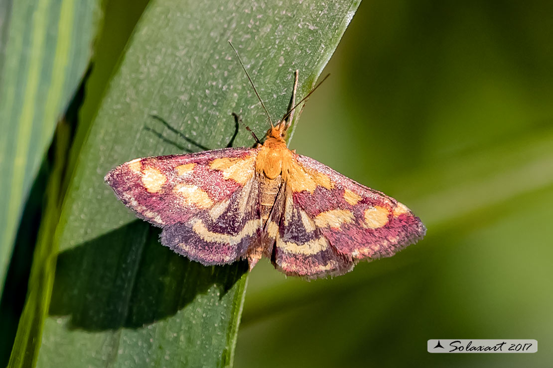 Pyrausta purpuralis (female)