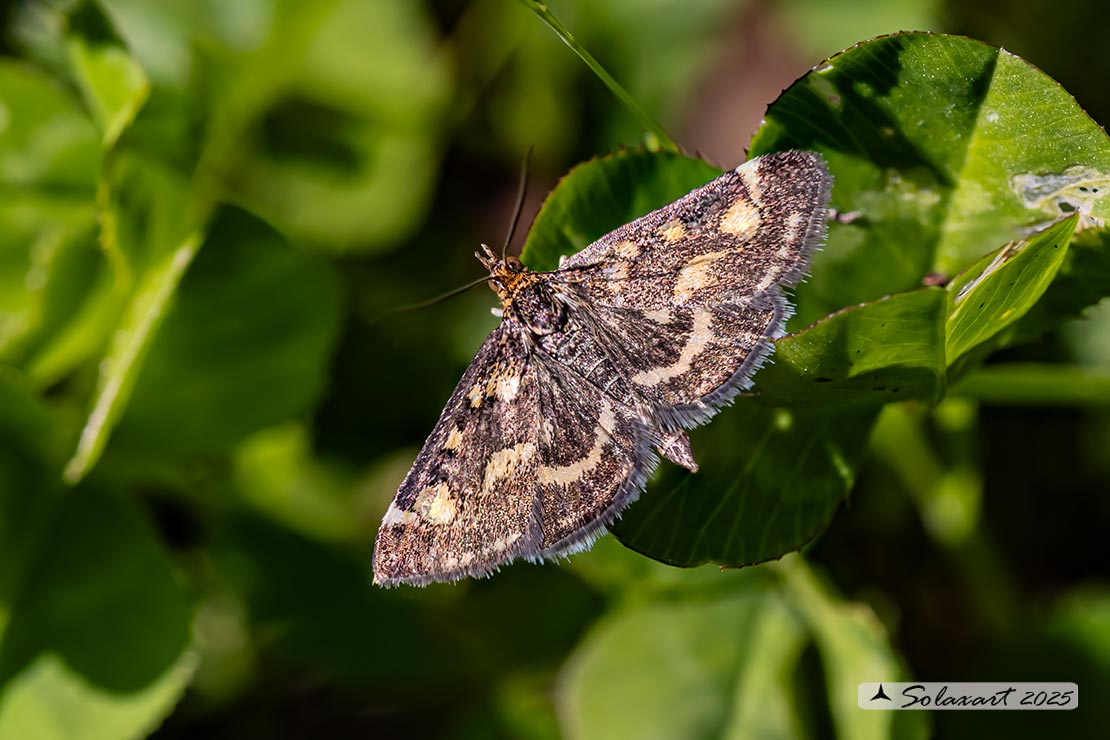 Pyrausta purpuralis (female)