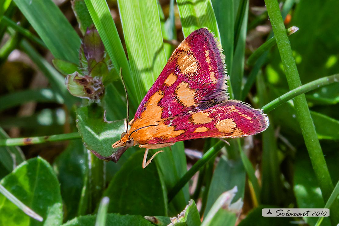 Pyrausta purpuralis (male)