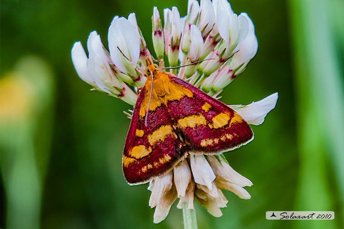 Pyrausta purpuralis (male)
