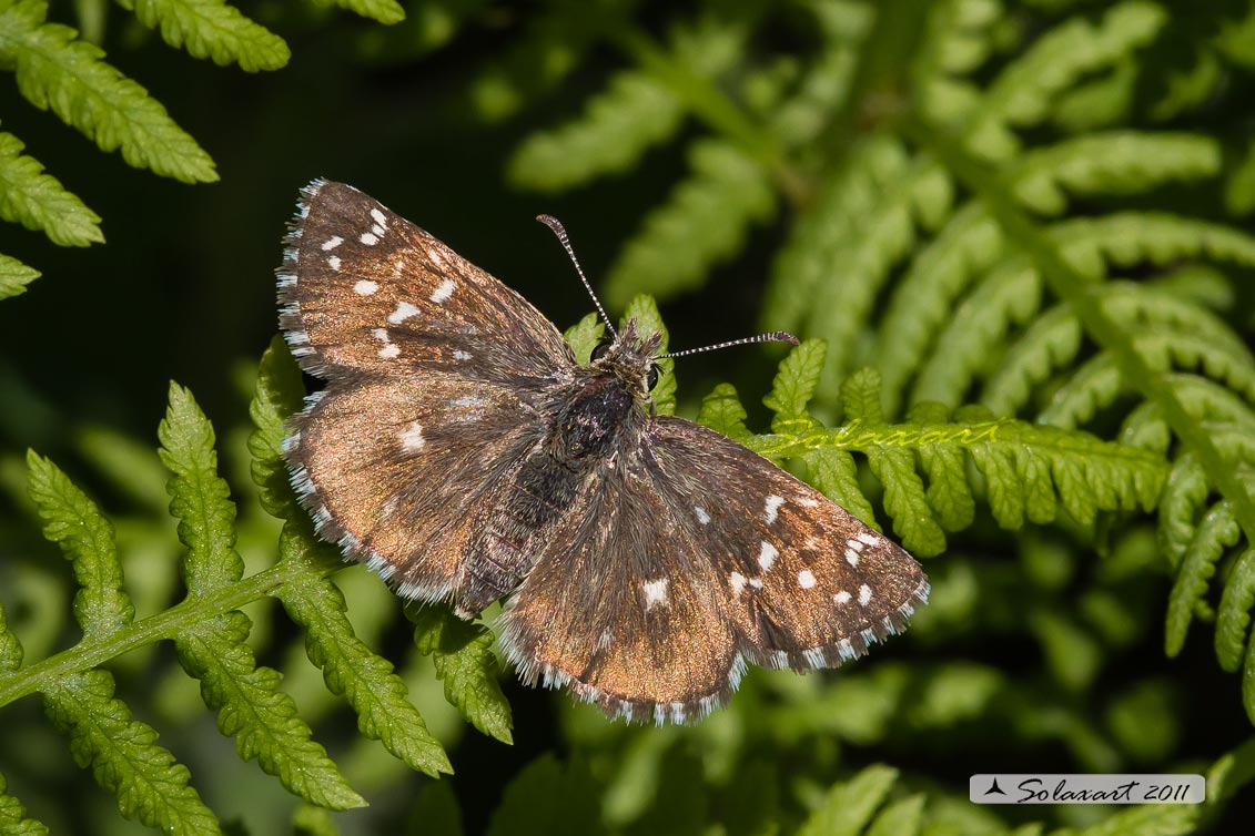 Pyrgus SP - Pirgo - Grizzled skippers