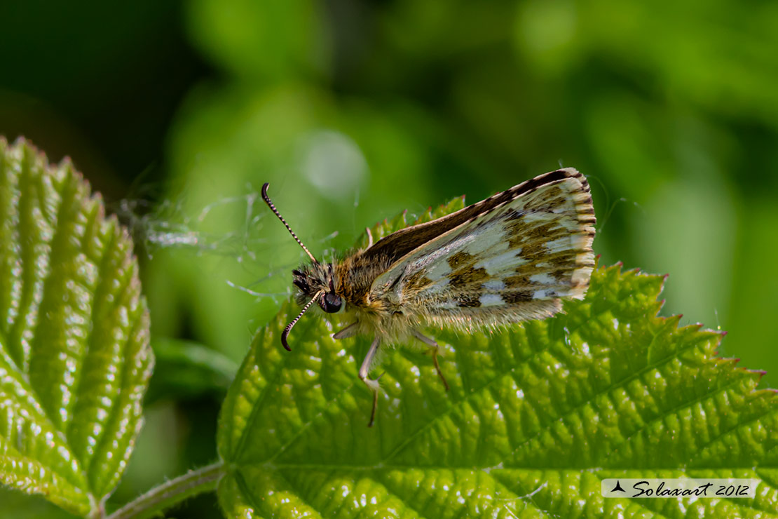 Pyrgus alveus: Pirgo maggiore; Large Grizzled Skipper