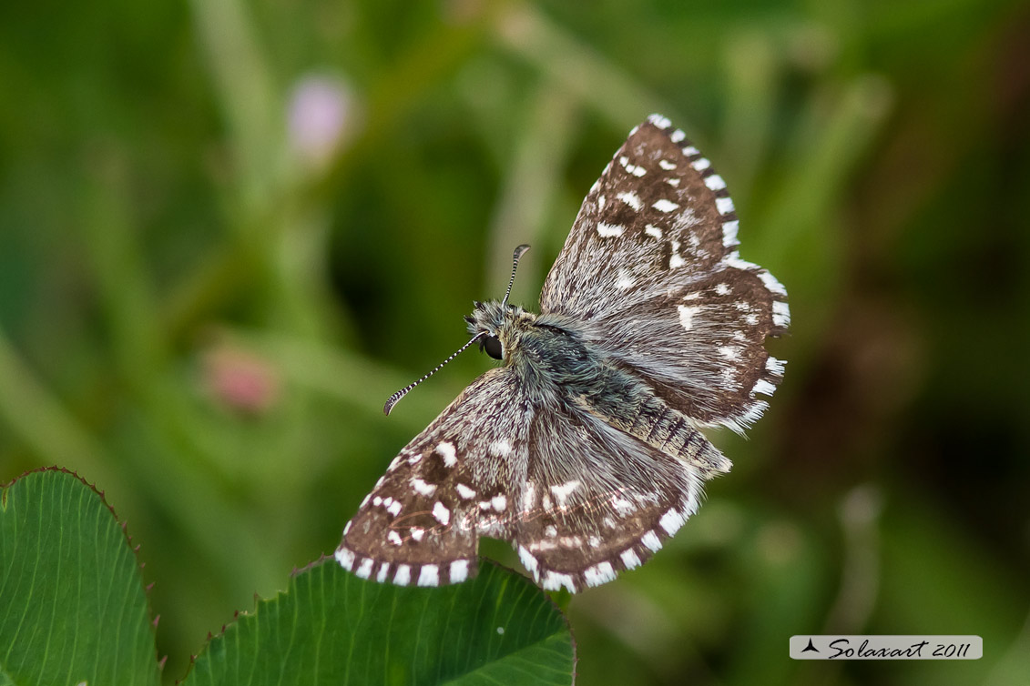 Pyrgus armoricanus: Pirgo bretone ( maschio ); Oberthür's Grizzled Skipper (male)