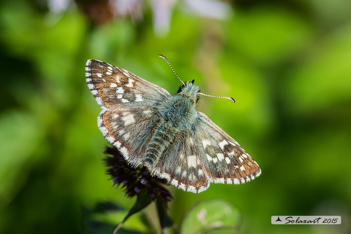 Pyrgus armoricanus: Pirgo bretone ( maschio ); Oberthür's Grizzled Skipper (male)