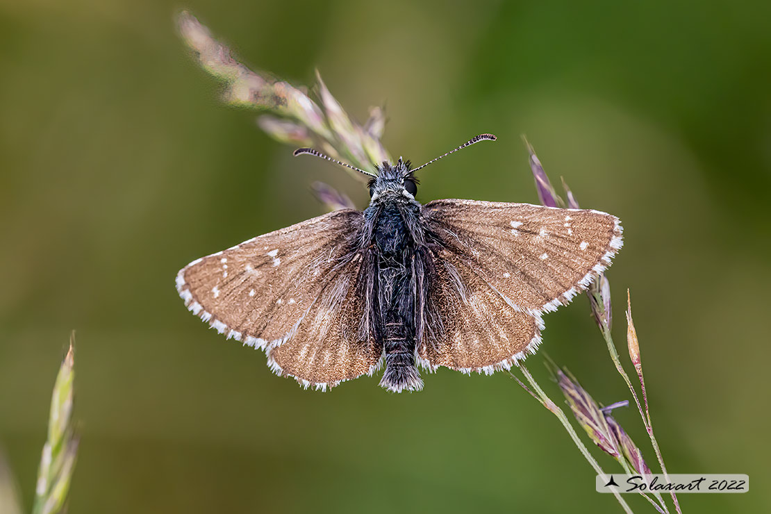 Pyrgus armoricanus: Pirgo bretone ( maschio ); Oberthür's Grizzled Skipper (male)