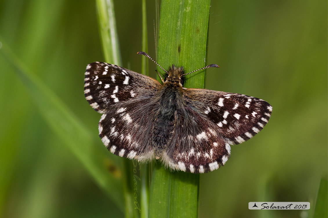 Pyrgus malvoides (femmina); Southern Grizzled Skipper (female)