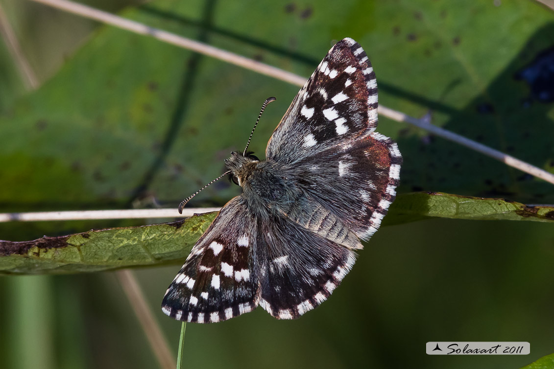 Pyrgus malvoides