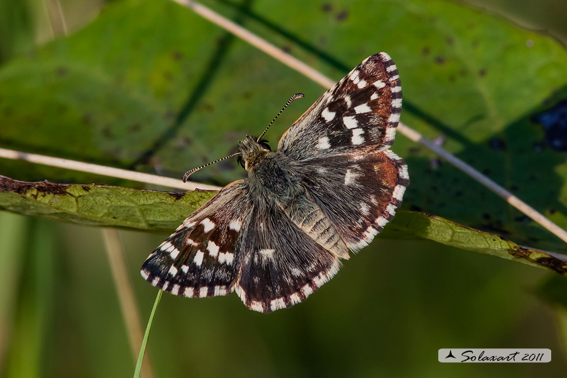 Pyrgus malvoides