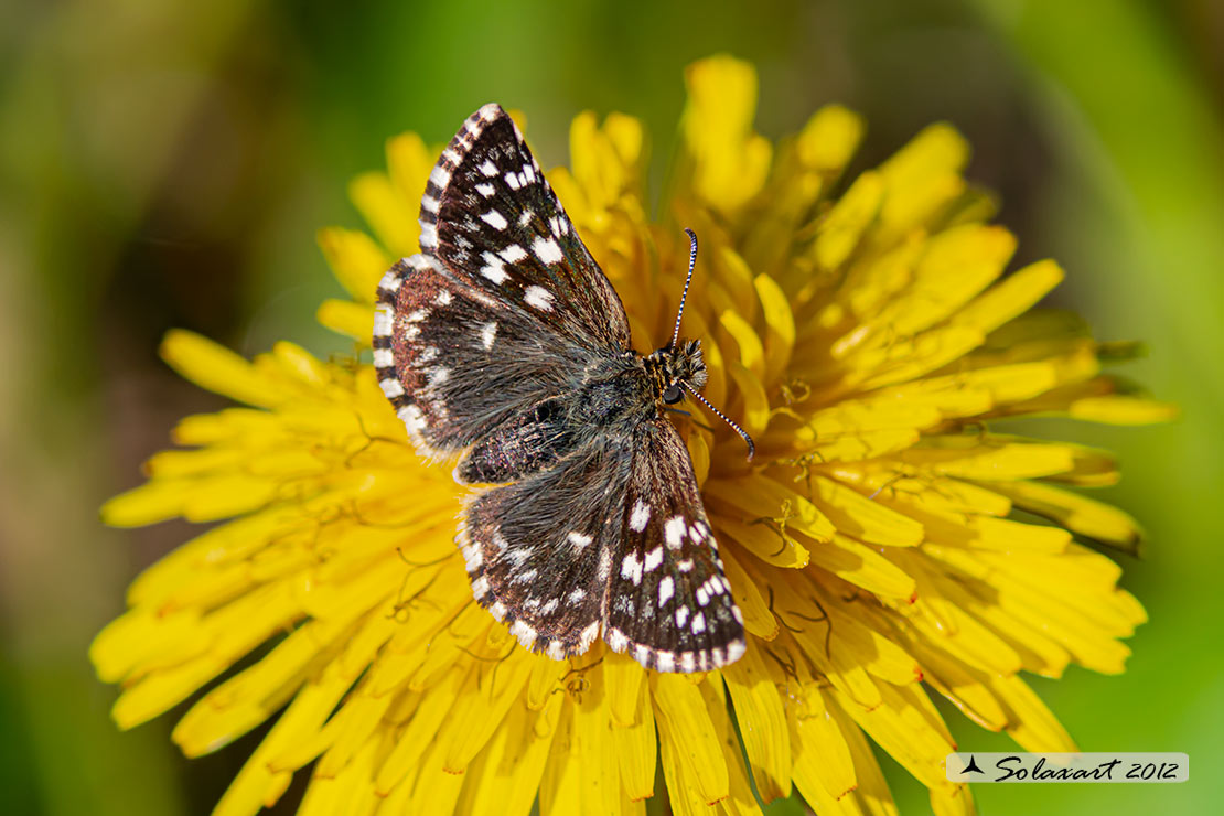 Pyrgus malvoides