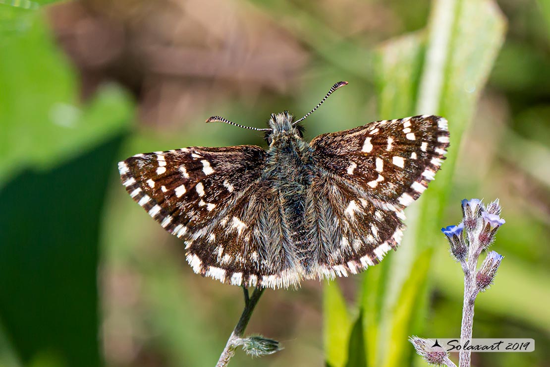 Pyrgus malvoides (femmina); Southern Grizzled Skipper (female)