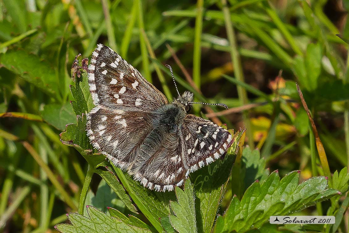 Pyrgus malvoides