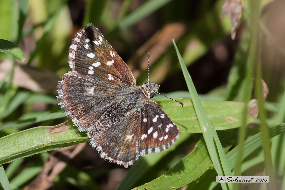 Pyrgus malvoides
