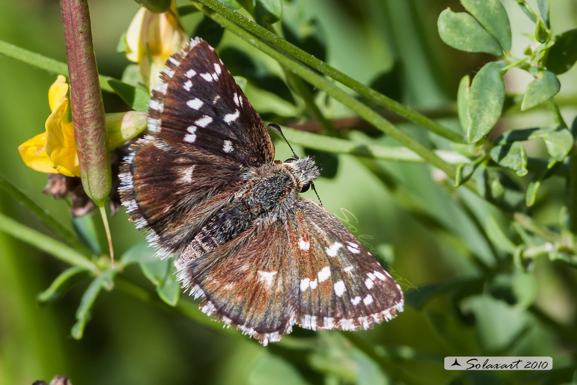 Pyrgus malvoides