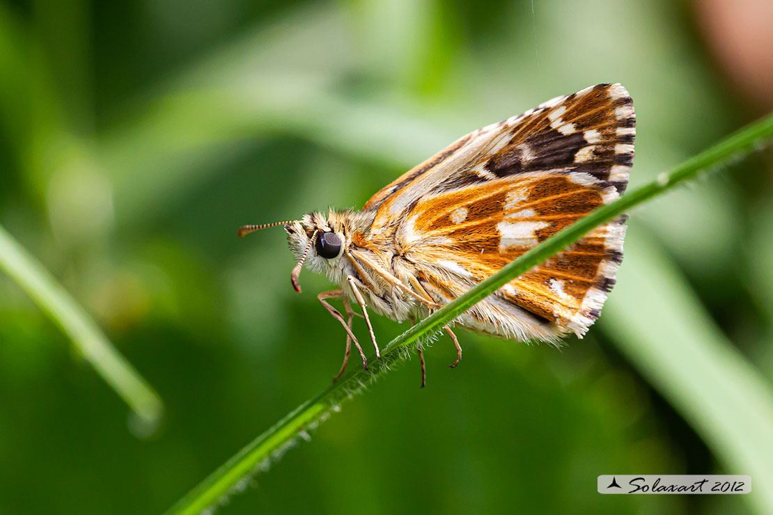 Pyrgus malvoides
