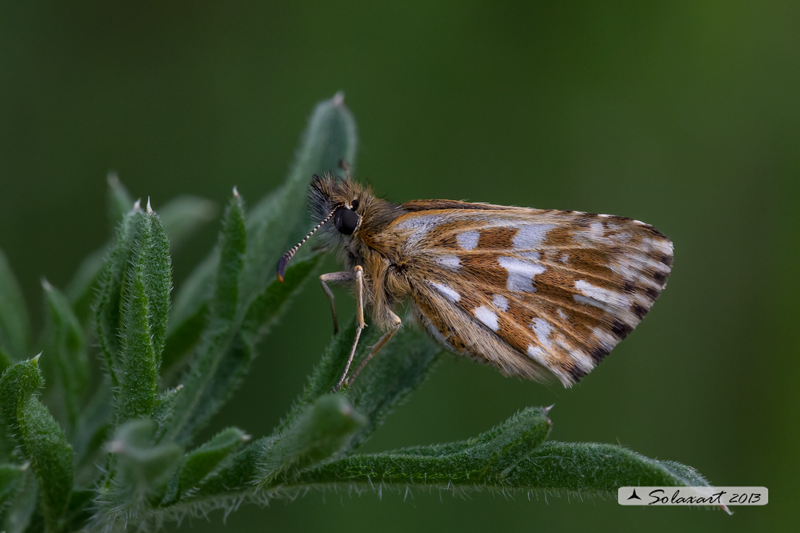 Pyrgus onopordi - Pirgo - Grizzled skippers