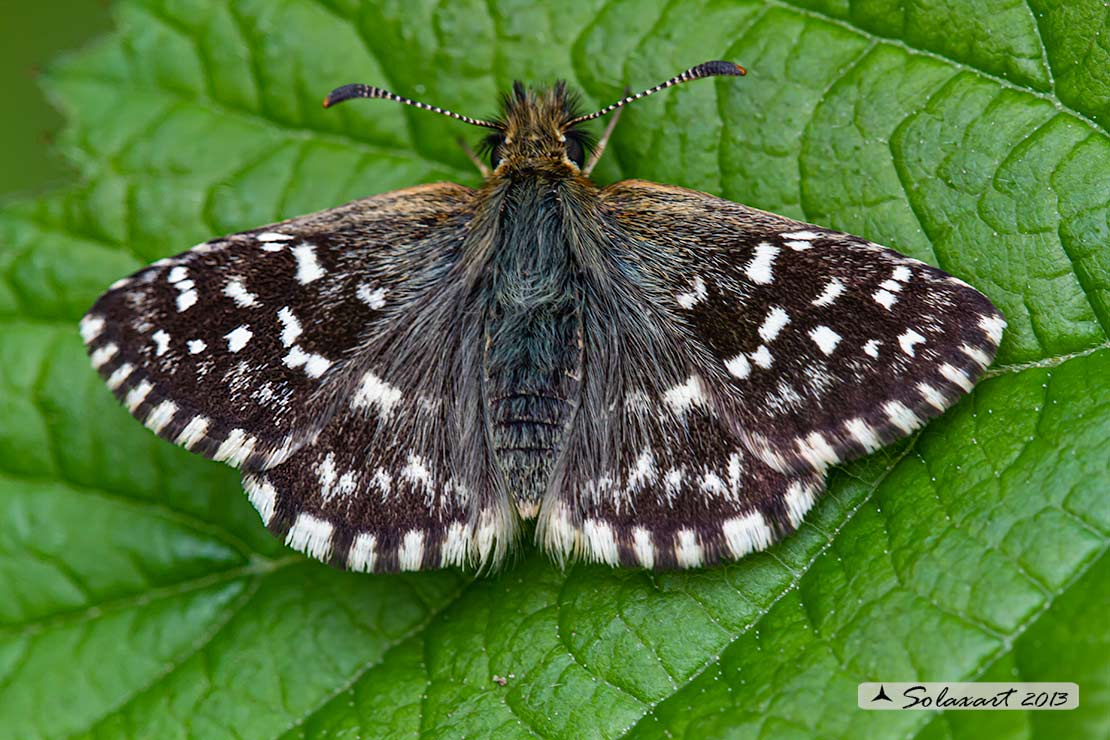 Pyrgus onopordi - Pirgo - Grizzled skippers