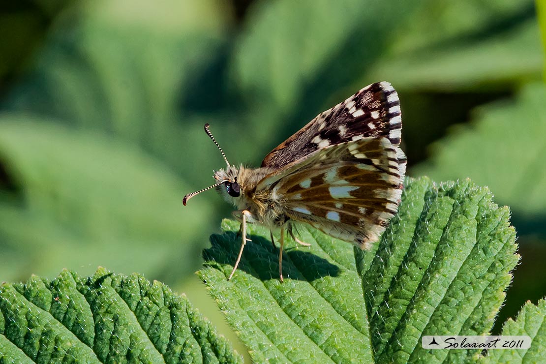 Pyrgus onopordi - Pirgo - Grizzled skippers