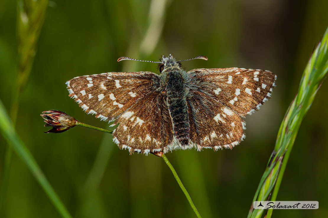 Pyrgus onopordi - Pirgo - Grizzled skippers