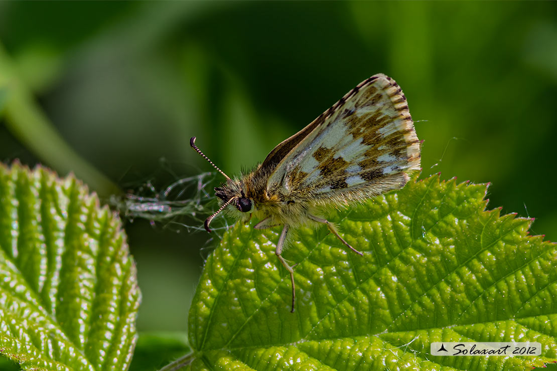 Pyrgus onopordi - Pirgo - Grizzled skippers