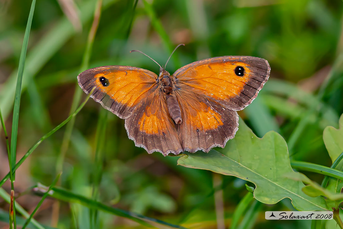 Pyronia tithonus: Titonia ;   Gatekeeper 