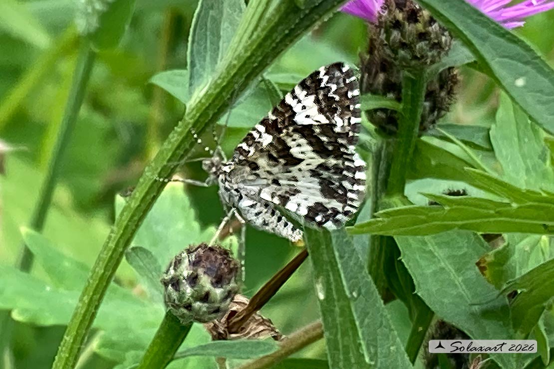 Rheumaptera hastata: Argent and sable