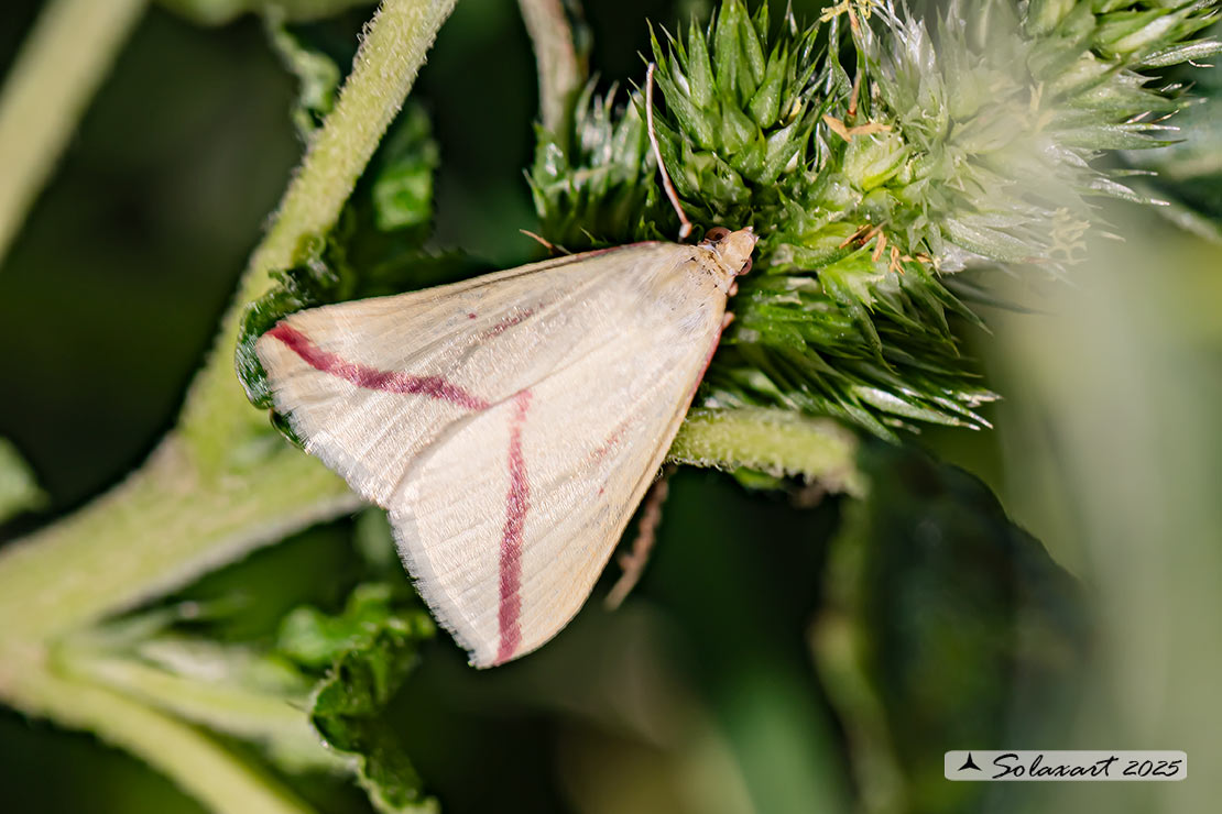 Rhodometra sacraria:  Vestal