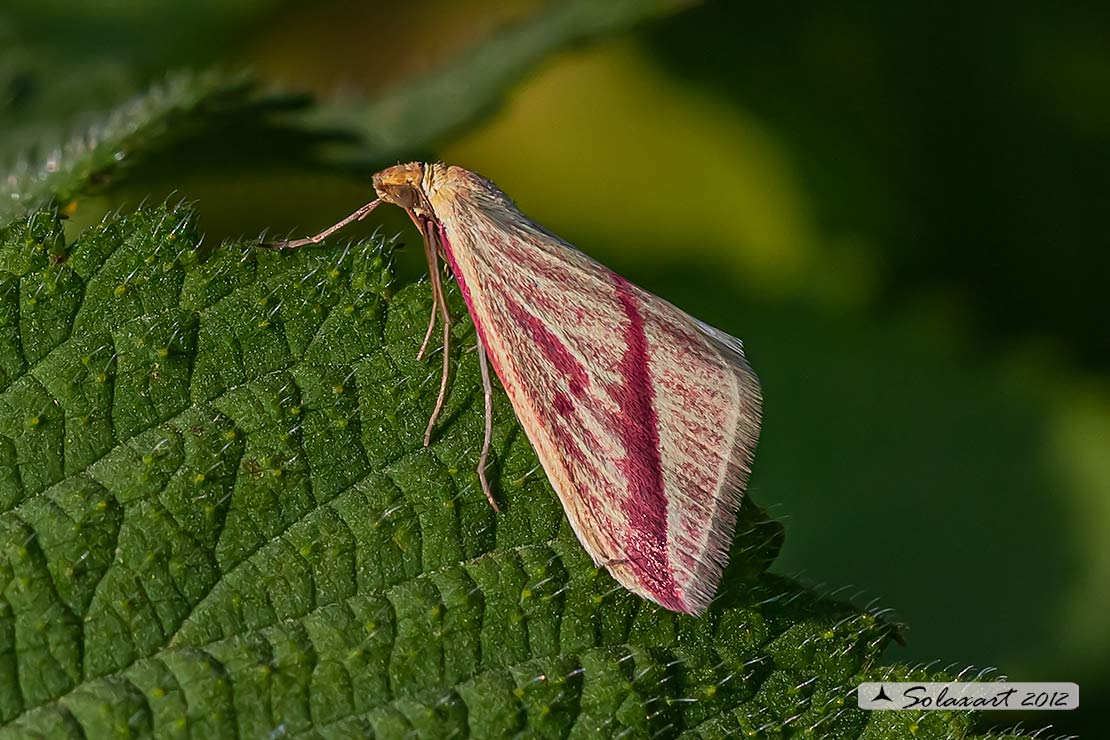 Rhodometra sacraria:  Vestal