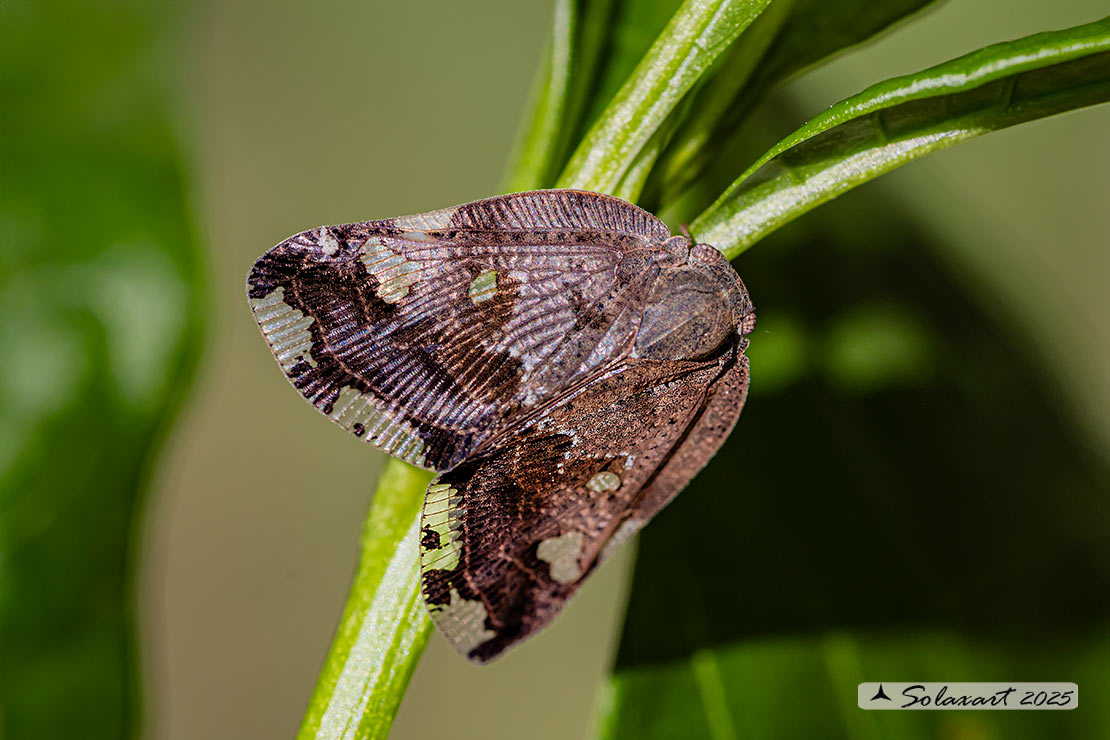 Ricania speculum