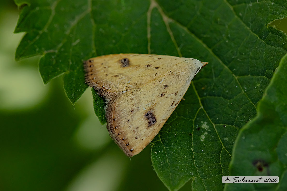 Rivula sericealis - Straw dot 