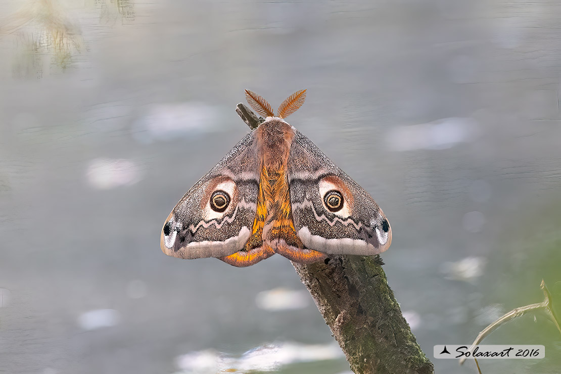 Saturnia Pavoniella