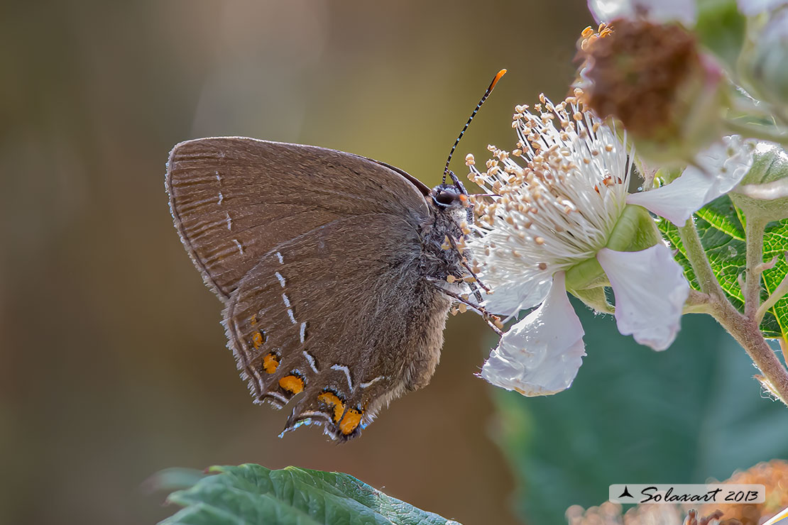 Satyrium ilicis - Satiro del leccio (femmina) - Ilex Hairstreak (female)