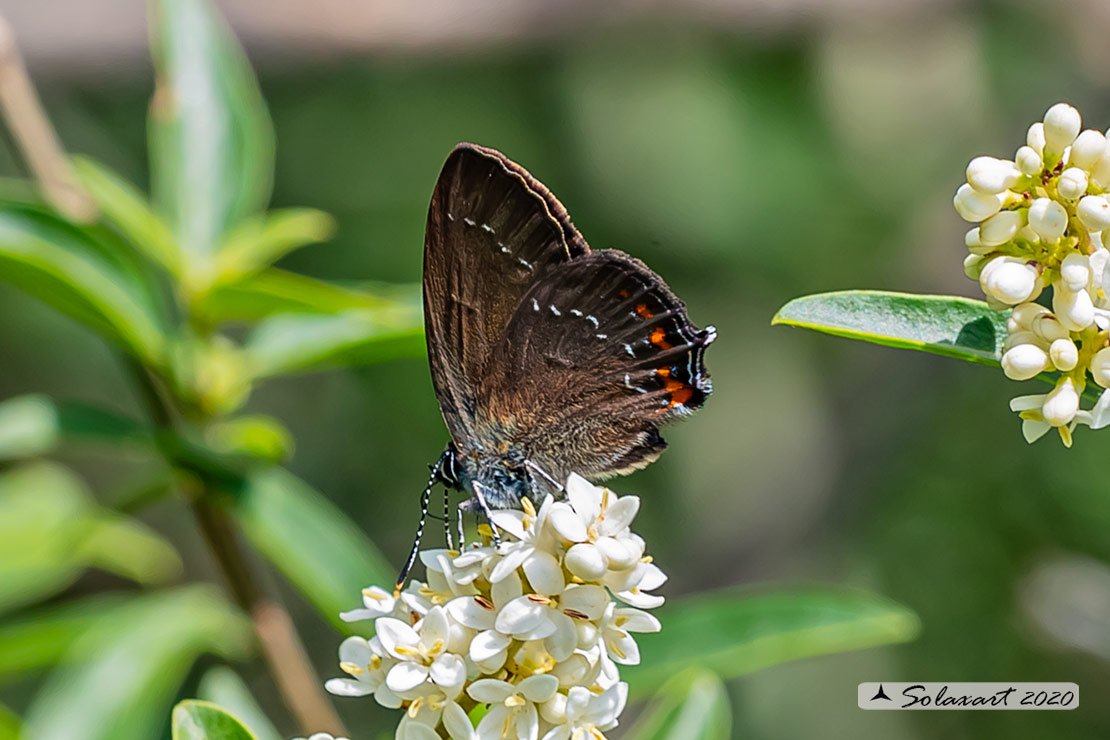 Satyrium ilicis - Satiro del leccio (femmina) - Ilex Hairstreak (female)