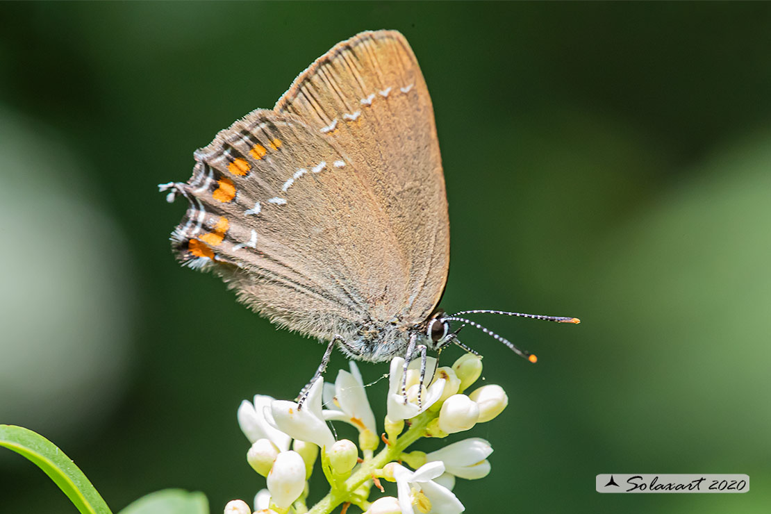 Satyrium ilicis - Satiro del leccio (femmina) - Ilex Hairstreak (female)