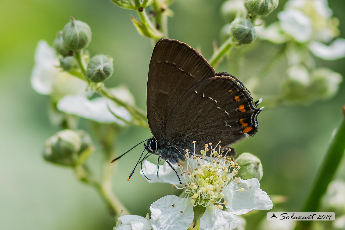 Satyrium ilicis - Satiro del leccio (maschio) - Ilex Hairstreak (male)