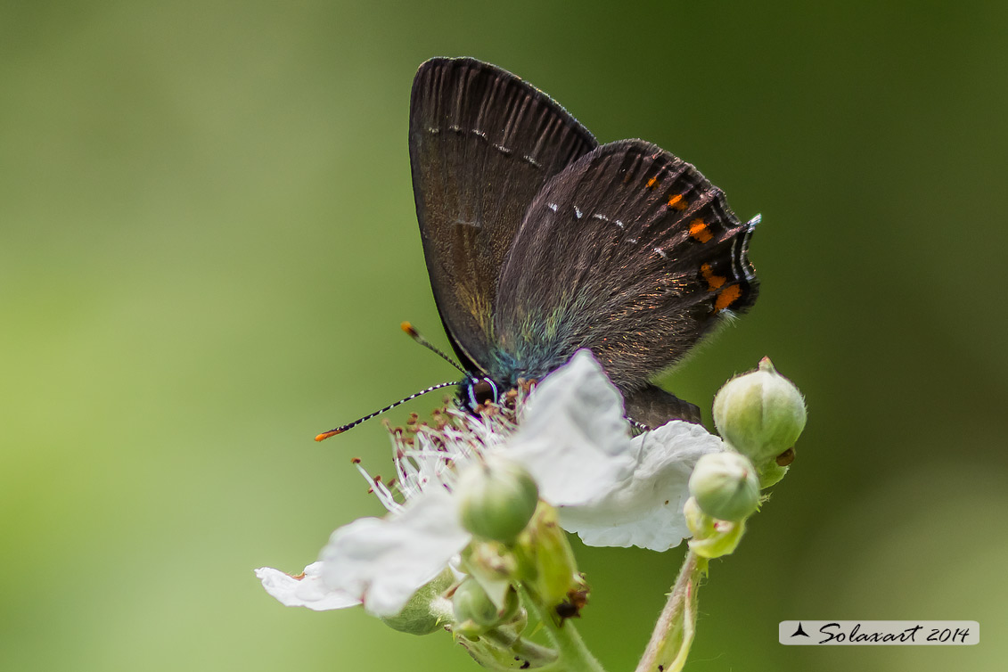 Satyrium ilicis - Satiro del leccio (maschio) - Ilex Hairstreak (male)