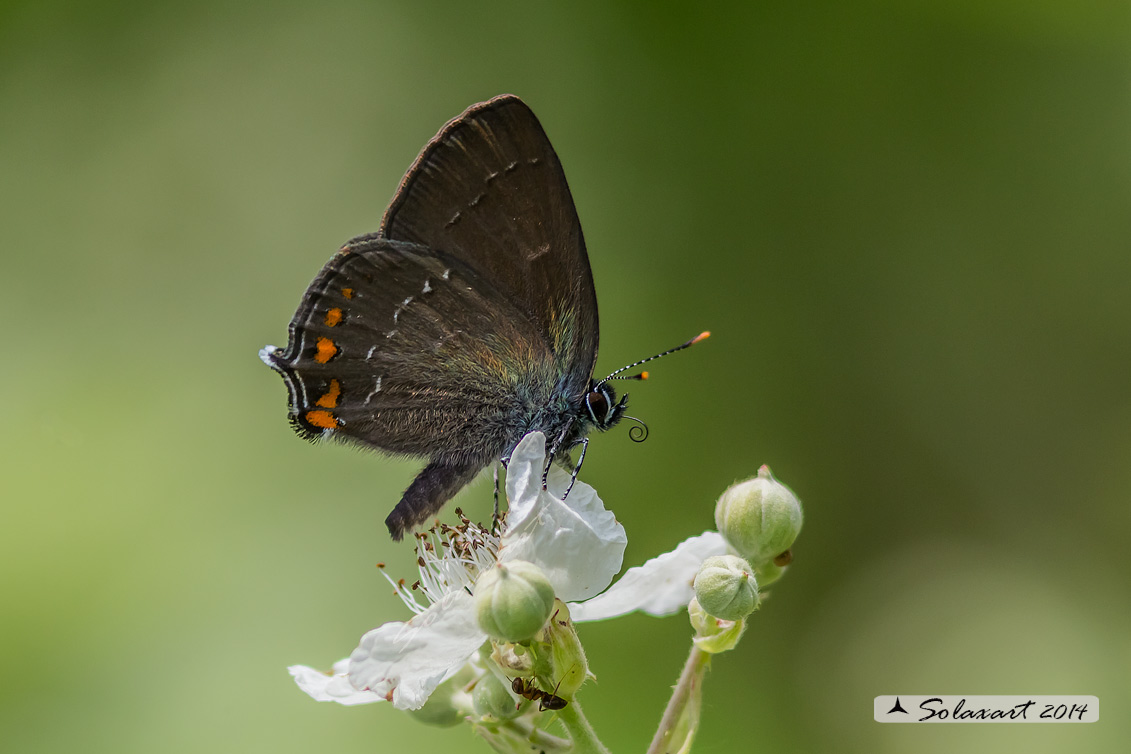 Satyrium ilicis - Satiro del leccio (maschio) - Ilex Hairstreak (male)