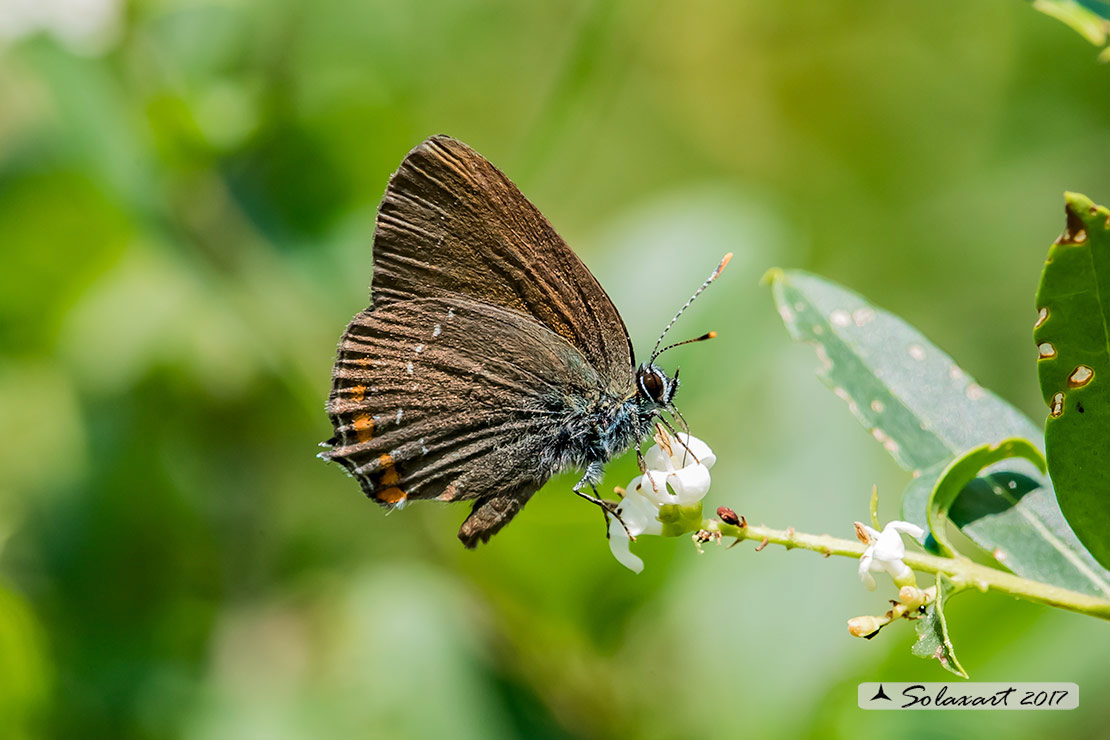 Satyrium ilicis - Satiro del leccio (maschio) - Ilex Hairstreak (male)